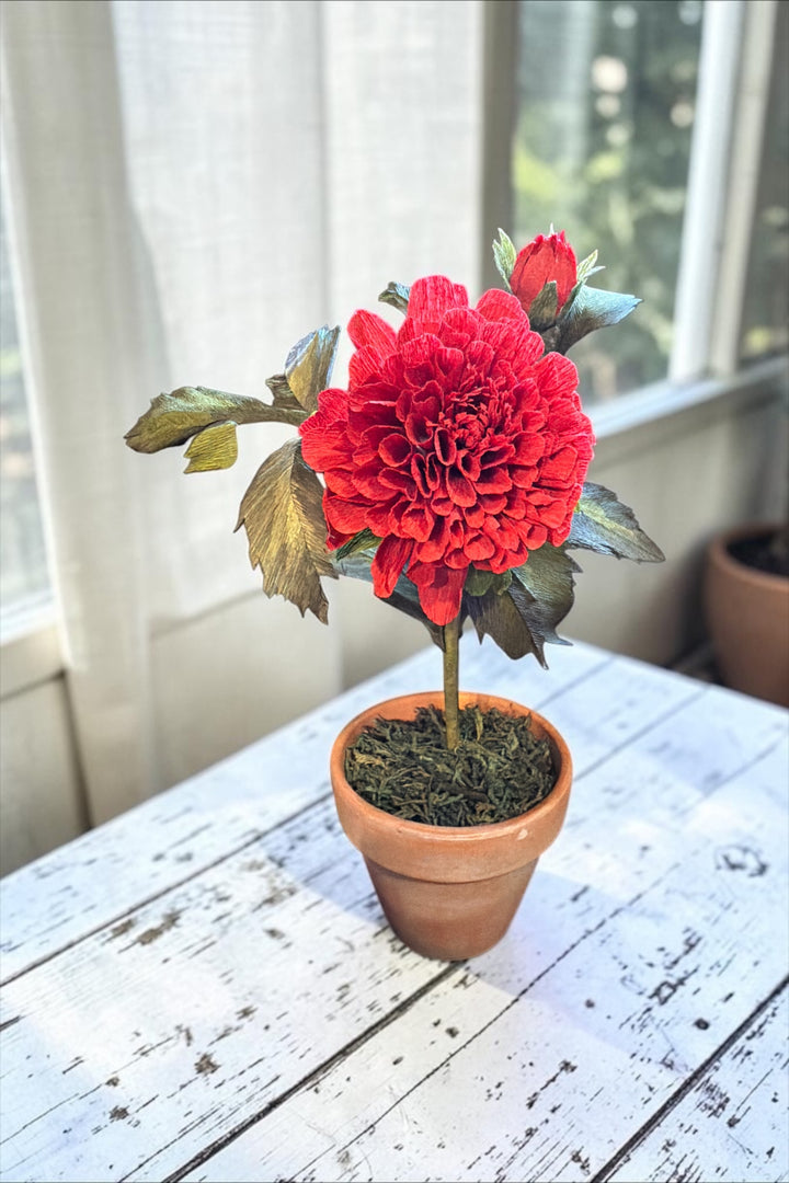 Potted Dahlia Stem