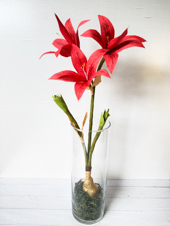 Amaryllis in Glass Vase with Moss