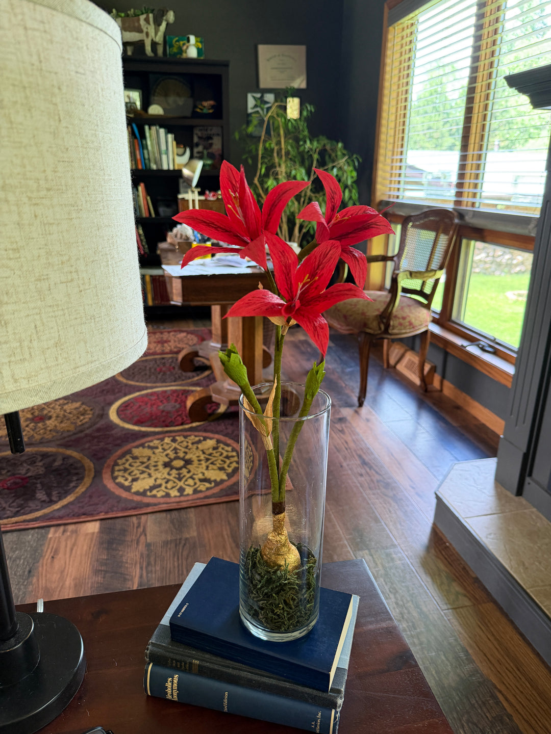 Amaryllis in Glass Vase with Moss