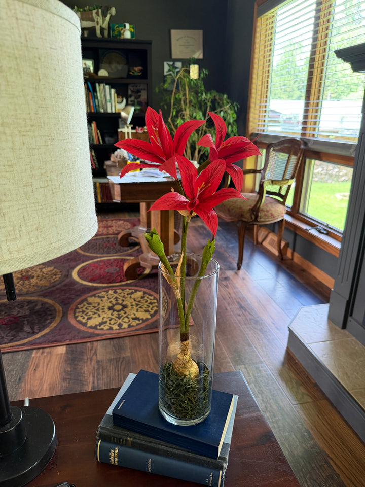 Amaryllis in Glass Vase with Moss