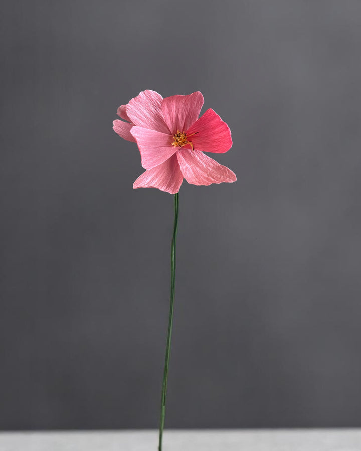 Cosmos Stem (Paper)