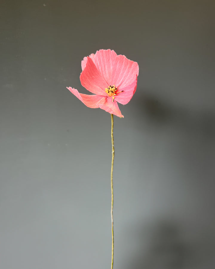 Cosmos Stem (Paper)