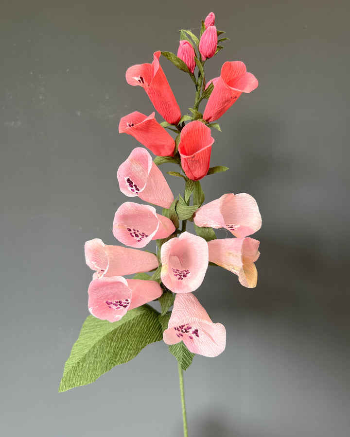 Foxglove Stem (Paper)