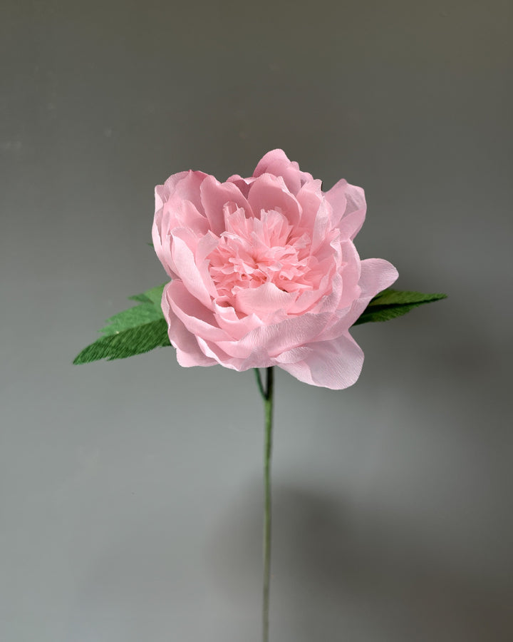 Duchess Peony Stem (Paper)