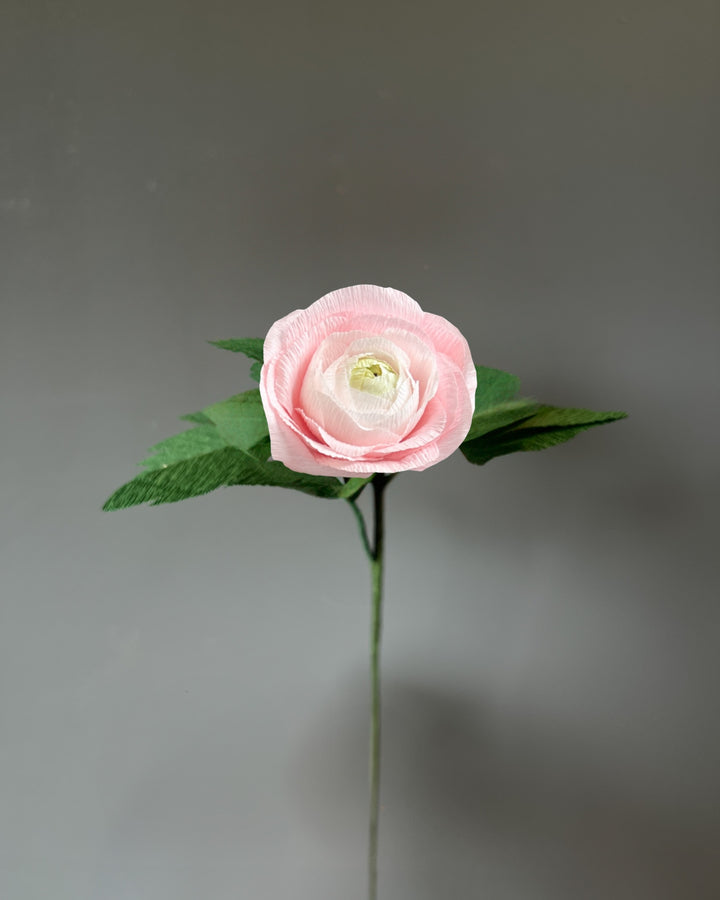 Ranunculus Stem (Paper)