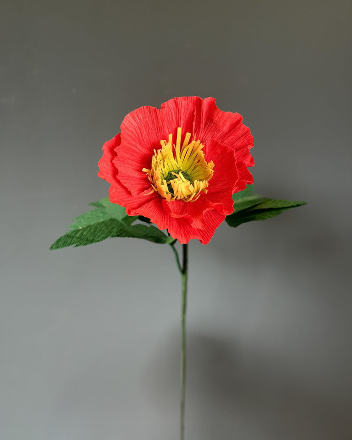 Icelandic Poppy Stem (Paper)