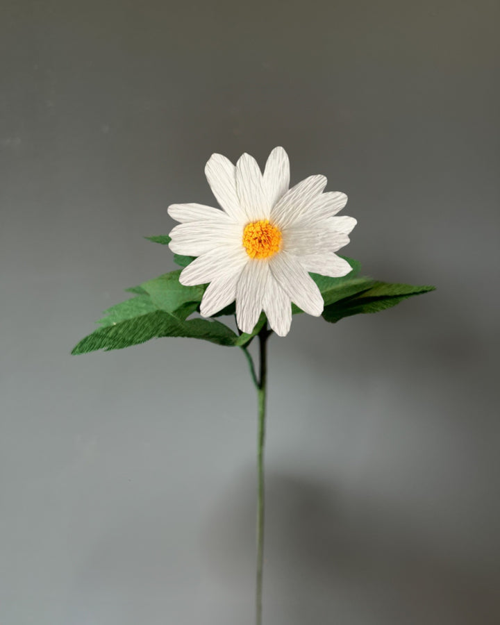Daisy Stems (Paper)