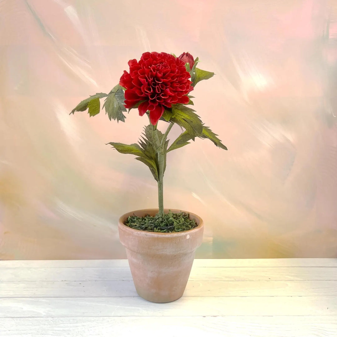 Potted Dahlia
